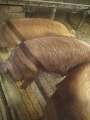 Vând doi porci de 150 kg