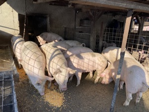 Porci pentru reproducere sau sacrificare 