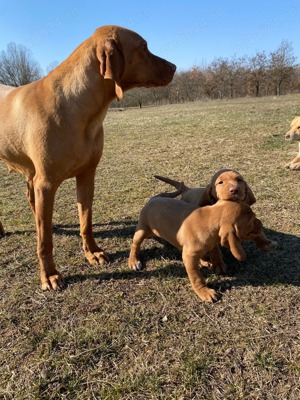Visla Vizsla Maghiara de vânzare