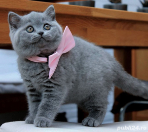 British Shorthair blue - imagine 2