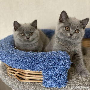 British Shorthair blue  - imagine 4