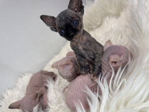 Pisicuțe sphynx
