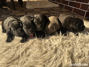 puiuti cane corso 