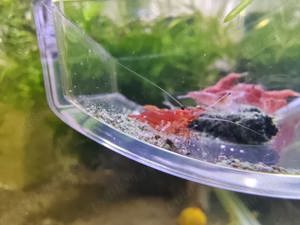 Creveti neocaridina red cherry yellow blue dreams - imagine 2 Creveti neocaridina red cherry yellow blue dreams - imagine 2