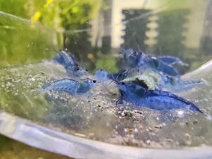 Creveti neocaridina red cherry yellow blue dreams