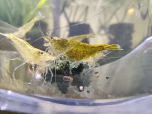 Creveti neocaridina red cherry yellow blue dreams - imagine 3 Creveti neocaridina red cherry yellow blue dreams - imagine 3