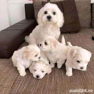 Pui Bichoni Maltese