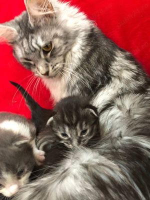 Pisica main coon