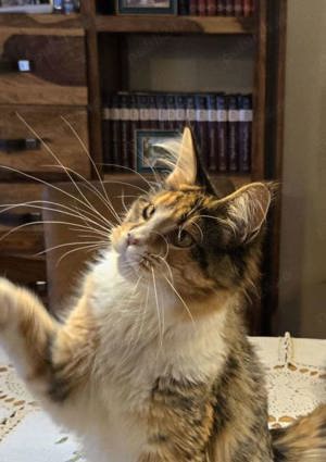 Pui Maine Coon cu pedigree - imagine 2