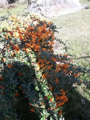 Pyracantha galben si portocaliu -rosu