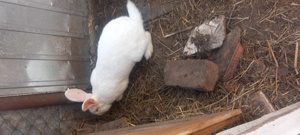 Iepurași blânzi  - imagine 5 Iepurași blânzi  - imagine 5