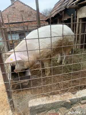 VIER-KAN de vanzare  - imagine 4 VIER-KAN de vanzare  - imagine 4