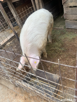 VIER-KAN de vanzare  - imagine 2 VIER-KAN de vanzare  - imagine 2