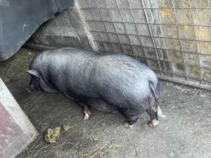 Vând purcea de vietnamez 