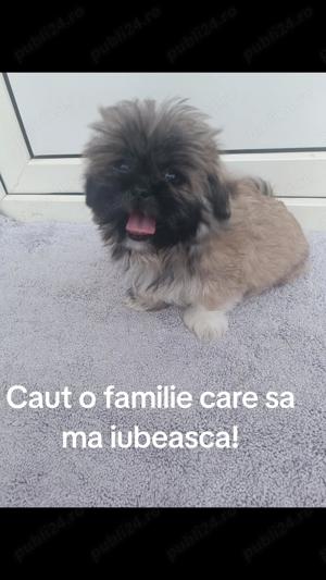Cățeluși superbi