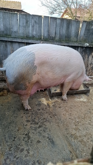 Porci de carne.. - imagine 3