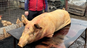 Porci de carne.. - imagine 2