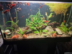 vand pesti de acvariu,guppy si xifo - imagine 5