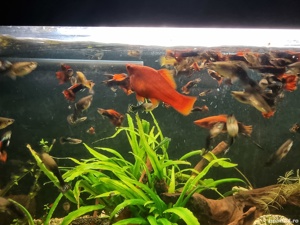 vand pesti de acvariu,guppy si xifo - imagine 2