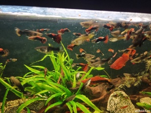 vand pesti de acvariu,guppy si xifo - imagine 4