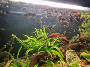 vand pesti de acvariu,guppy si xifo - imagine 3