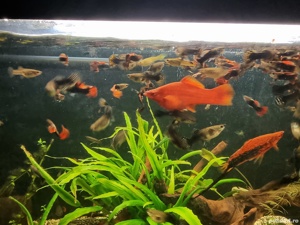 vand pesti de acvariu,guppy si sxifo