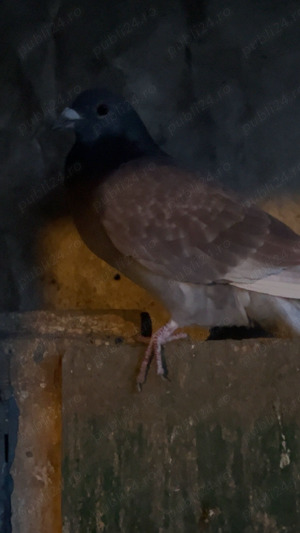 Vând porumbei voiajori   - imagine 2