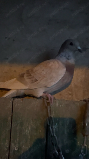 Vând porumbei voiajori  