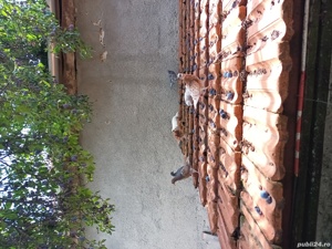 porumbei voiajor - imagine 2 porumbei voiajor - imagine 2