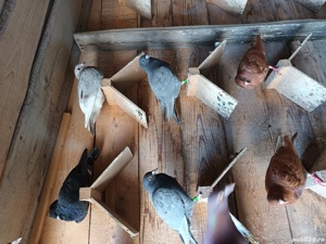 porumbei voiajor - imagine 3 porumbei voiajor - imagine 3