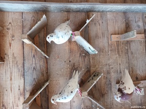 porumbei voiajor - imagine 4 porumbei voiajor - imagine 4