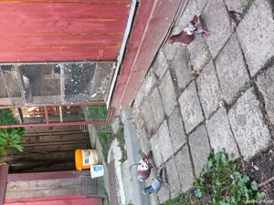 porumbei voiajor - imagine 5 porumbei voiajor - imagine 5