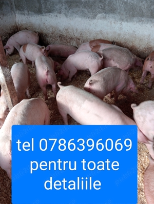 Vând grăsuni de carne 