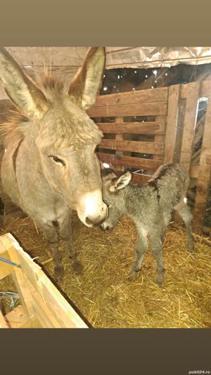 Vand magarita cu pui