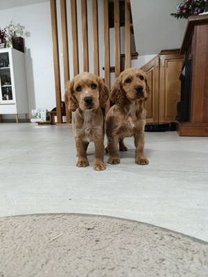 pui de Cocker spaniel, 9 saptamani, vaccinat, deparazitati intern si extern, carnet de sanatate