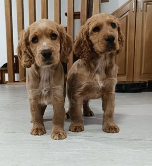 pui Cocker spaniel, 9 saptamani, deparazitati si vaccinati, carnet de sanatate, am si parintii