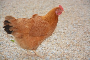 Vând ouă ,rasă Loulon Braun găini Outoare