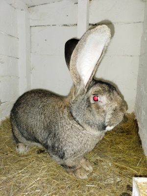 Femele Uriaș German 11 luni rasă pură  - imagine 4