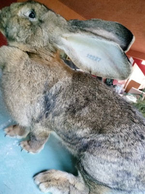 Femele Uriaș German 11 luni rasă pură  - imagine 3