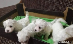 Vand căței Bichon Maltez