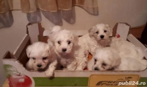 Vand căței Bichon Maltez - imagine 4