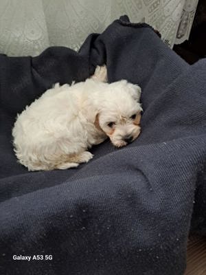 Vand căței Bichon Maltez - imagine 5