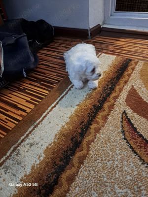 Vand căței Bichon Maltez - imagine 2