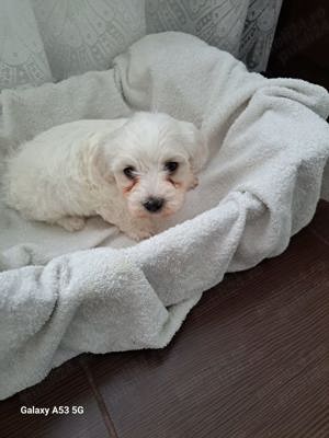 Vand căței Bichon Maltez - imagine 2