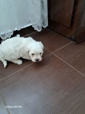 Vand căței Bichon Maltez - imagine 3