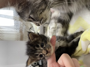 Pui de Maine Coon cu Pedigree   Disponibili pentru rezervare!