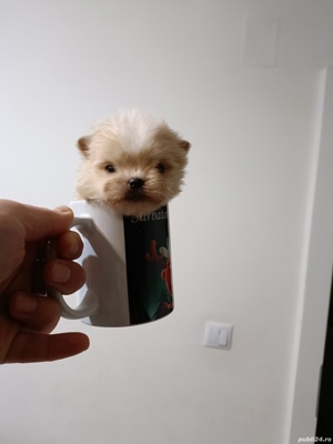 bichon maltez , bischon maltez mini toy