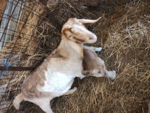 Schimb oi și capre cu remorcă de 750kg - imagine 4