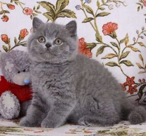 British Shorthair Blue. Cel mai frumos cadou pentru cei dragi! - imagine 3 British Shorthair Blue. Cel mai frumos cadou pentru cei dragi! - imagine 3