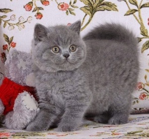 British Shorthair Blue. Cel mai frumos cadou pentru cei dragi!